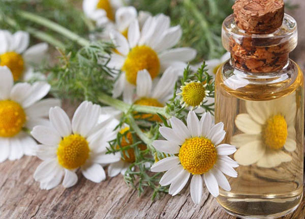 Tình dầu hoa cúc có thể kháng khuẩn chống viêm và hỗ trợ điều trị chốc mép