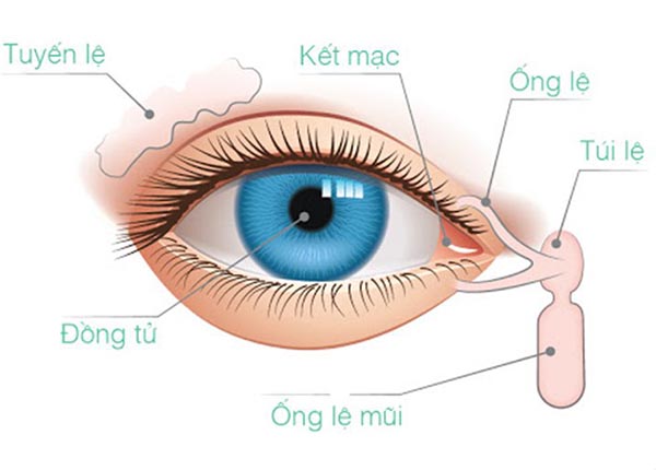Tắc tuyến lệ hay còn gọi là viêm tuyến lệ xảy ra khi ống dẫn nước mắt bị chặn